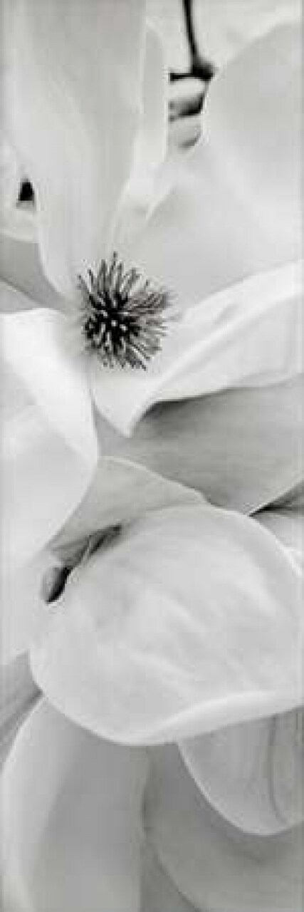 Magnolia - 1 Poster Print by Alan Blaustein - Item # VARPDXABFL23